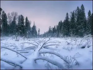 Drzewa, Rośliny, Śnieg, Zima, Ośnieżone