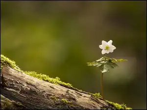 Mech, Kwiat, Zawilec gajowy, Pień