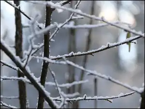 Zima, Gałęzie, Śnieg, Rozmycie