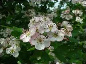 Aronia, Przyroda, Rośliny, Krzewy