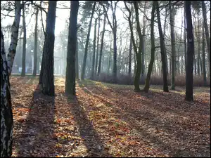 Przebijające Światło, Drzewa