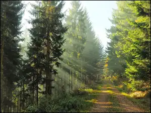 Przebijające, Droga, Świerki, Światło, Las, Poranek, Słoneczne, Drzewa