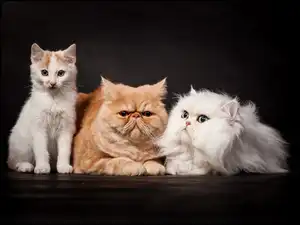 Perskie, Koty