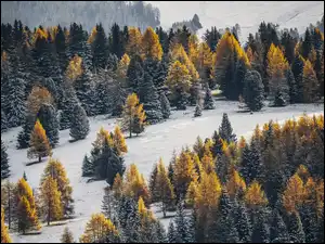 Las, Drzewa, Wzgórze, Zima, Iglasty
