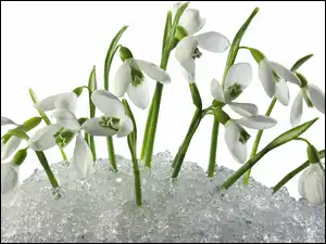 Przebiśniegi