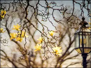 Kwiaty, Latarnia, Żółte, Gałęzie, Magnolia