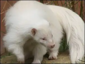 Skunks, Biały
