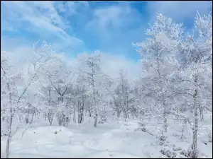 Chmury, Zima, Ośnieżone, Drzewa