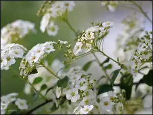 Kwiaty, Tawuła Van Houttea, Krzew, Białe