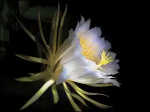 Kaktus, Biały, Kwiat, Epiphyllum