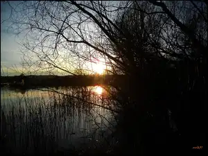 Drzewa, Jezioro, Słońce, Trawy