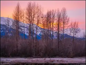 Zima, Stany Zjednoczone, Góry, Drzewa, Alaska, Chilkat Range, Ptaki, Haines