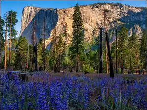 El Capitan, Stany Zjednoczone, Drzewa, Skała, Kalifornia, Góra, Kwiaty, Park Narodowy Yosemite