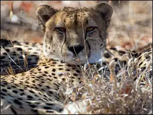 Trawa, Gepard, Sucha