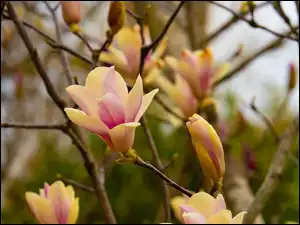 Gałązki, Rozkwitające, Kwiaty, Magnolia