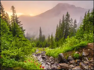 Mgła, Waszyngton, Kamienie, Szlak Pinnacle Saddle Hike, Drzewa, Park Narodowy Mount Rainier, Góry, Stany Zjednoczone, Wąwóz
