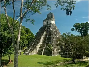 Drzewa, Gwatemala, Piramida, Jaguara