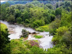 Rzeki, Drzewa, Kanada, Zakole, Ontario, Park, Las