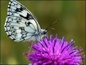 Oset, Owad, Motyl, Polowiec szachownica