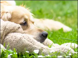 Golden Retriever, Pies, Łąka, Włochacz