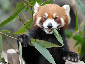 Pandka ruda, Panda, Czerwona, Liście