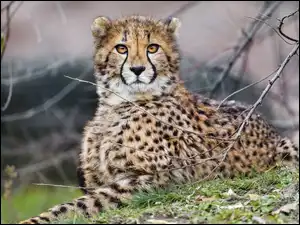 Gałęzie, Gepard