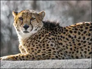 Murek, Leżący, Gepard