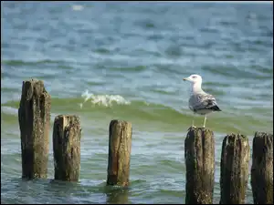 Bałtyckie, Mewa, Morze