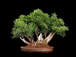 Tło, Drzewko, Bonsai, Czarne