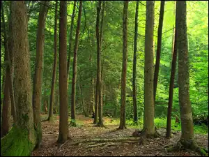 Leśna, Las, Ściółka