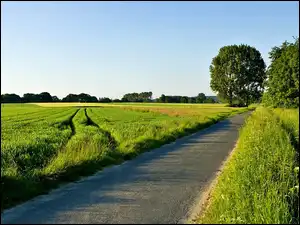 Drzewa, Światło, Pole, Droga, Przebijające
