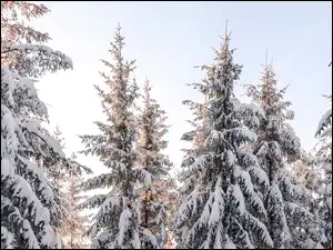 Śnieg, Świerk, Drzewa