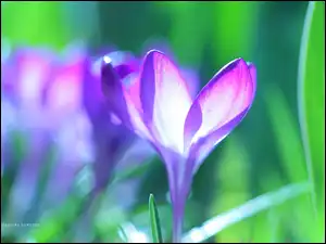 Kwiat, Fioletowy, Krokus