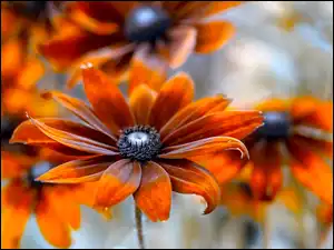 Kwiaty rudbekii w makro