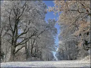 Droga, Zima, Oszronione, Drzewa