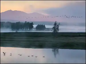 Kaczki nad jeziorem