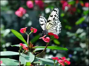 Czarno, Motyl, Kwiat, Egzotyczny, Biały