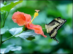 Paź królowej, Kwiat, Hibiskus, Motyl