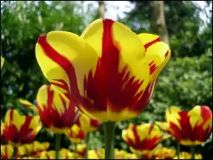 Czerwone, Rozmycie, Żółto, Tulipany, Zbliżenie