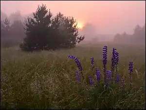 Kwitnący łubin i drzewa na polu o wschodzie słońca