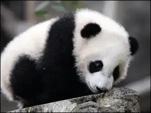Kamień, Mała, Panda