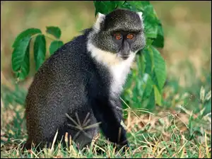 lemur, Małpa