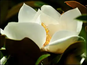 Liście, Biała, Magnolia, Kwiat