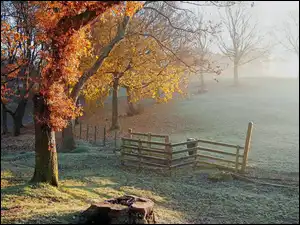 Drzewa, Jesień, Drewniane, Pień, Mgła, Ogrodzenie
