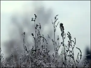 Krzewu, Gałązki