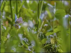 Modraszek ikar, Motyl, Koniczyna, Trawa, Kwiaty, Liście