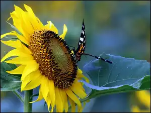 Motyl, Słonecznik