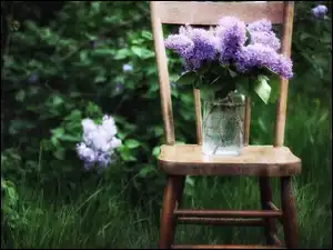 Krzesło, Bukiet, Bez