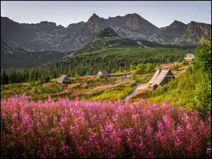 Polska, Kwiaty, Wierzbówka kiprzyca, Drewniane, Tatry, Góry, Łąka, Hala Gąsienicowa, Domy, Tatrzański Park Narodowy