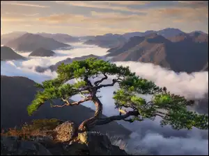 Park Prowincjonalny Daedunsan, Skała, Mgła, Prowincja Jeolla Północna, Sosna, Świt, Korea Południowa, Góry